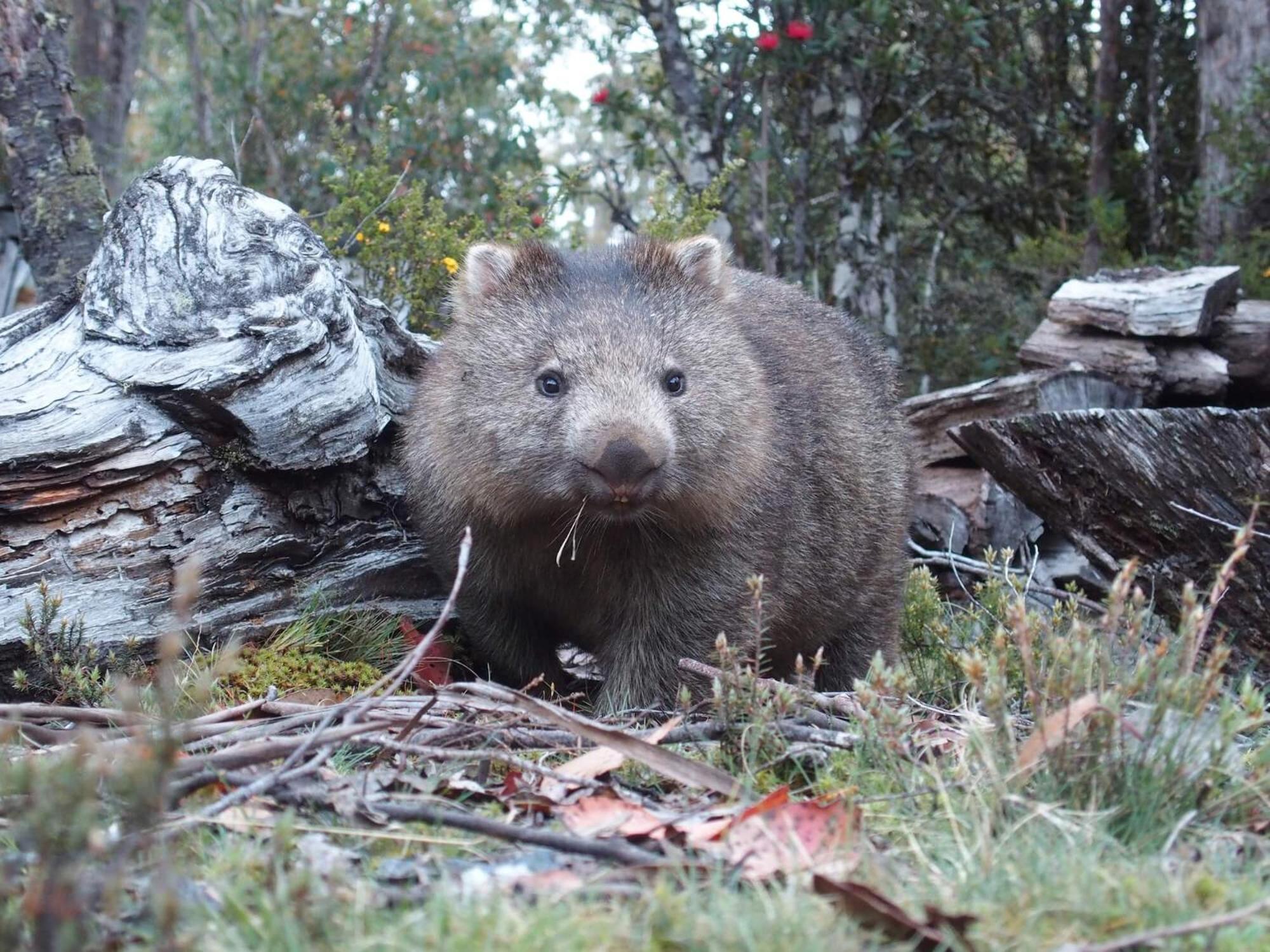 Cradle Highlander Villa Cradle Mountain Exteriör bild
